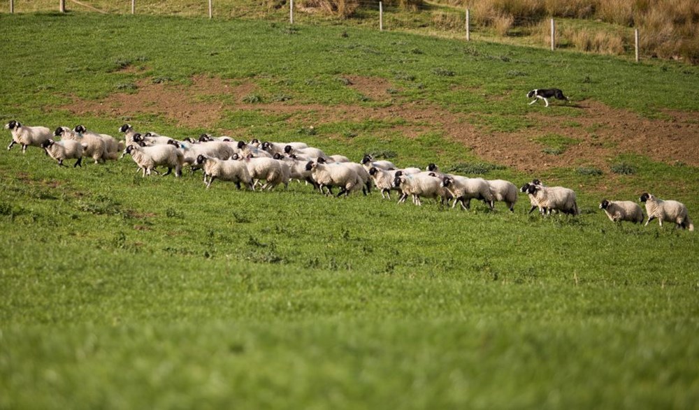 Flock of sheep in grassy field with a sheep dog
